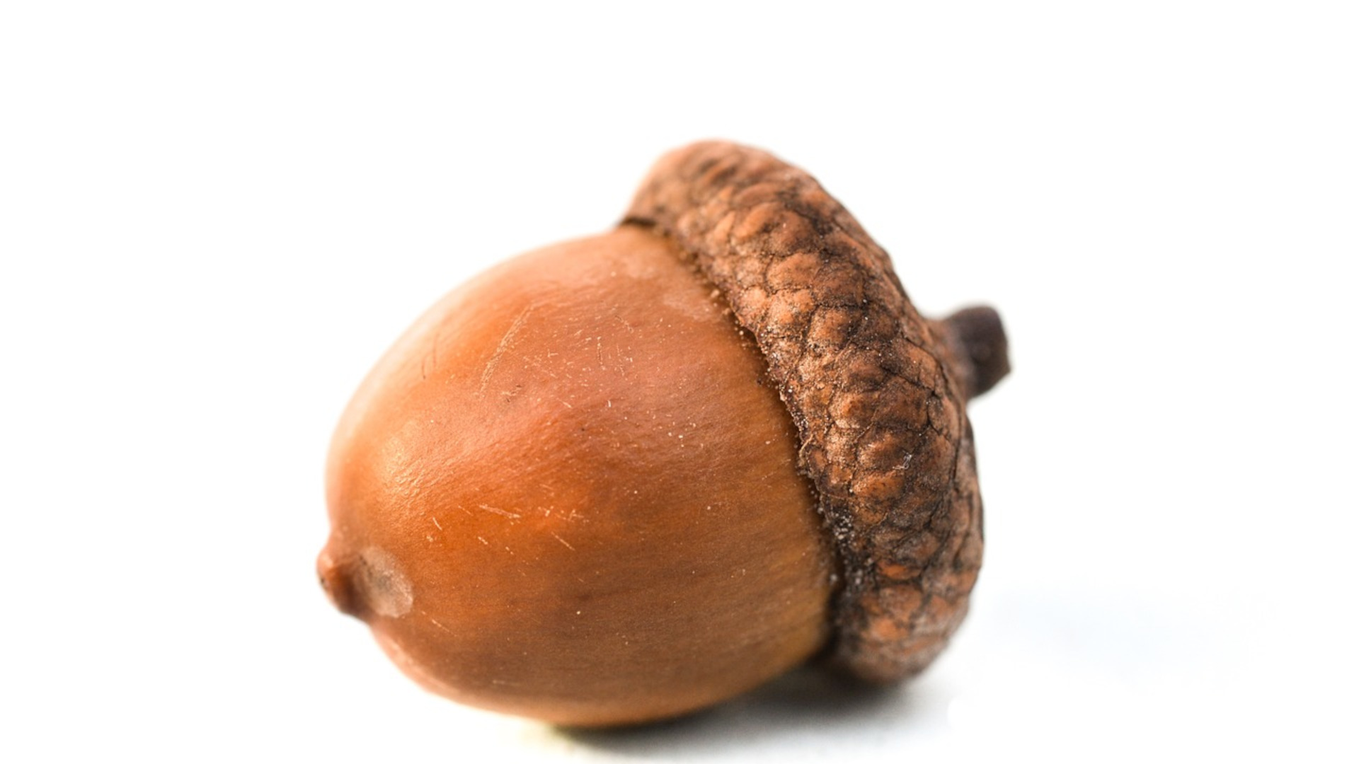 Acorn